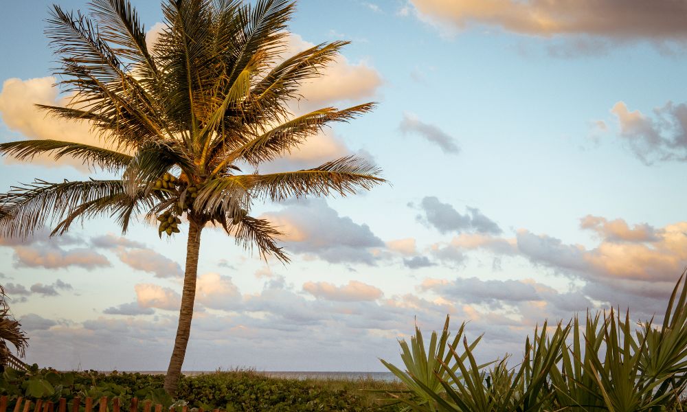 The vibrant and scenic Delray Beach, reflecting the lively, sunlit spirit of its residents
